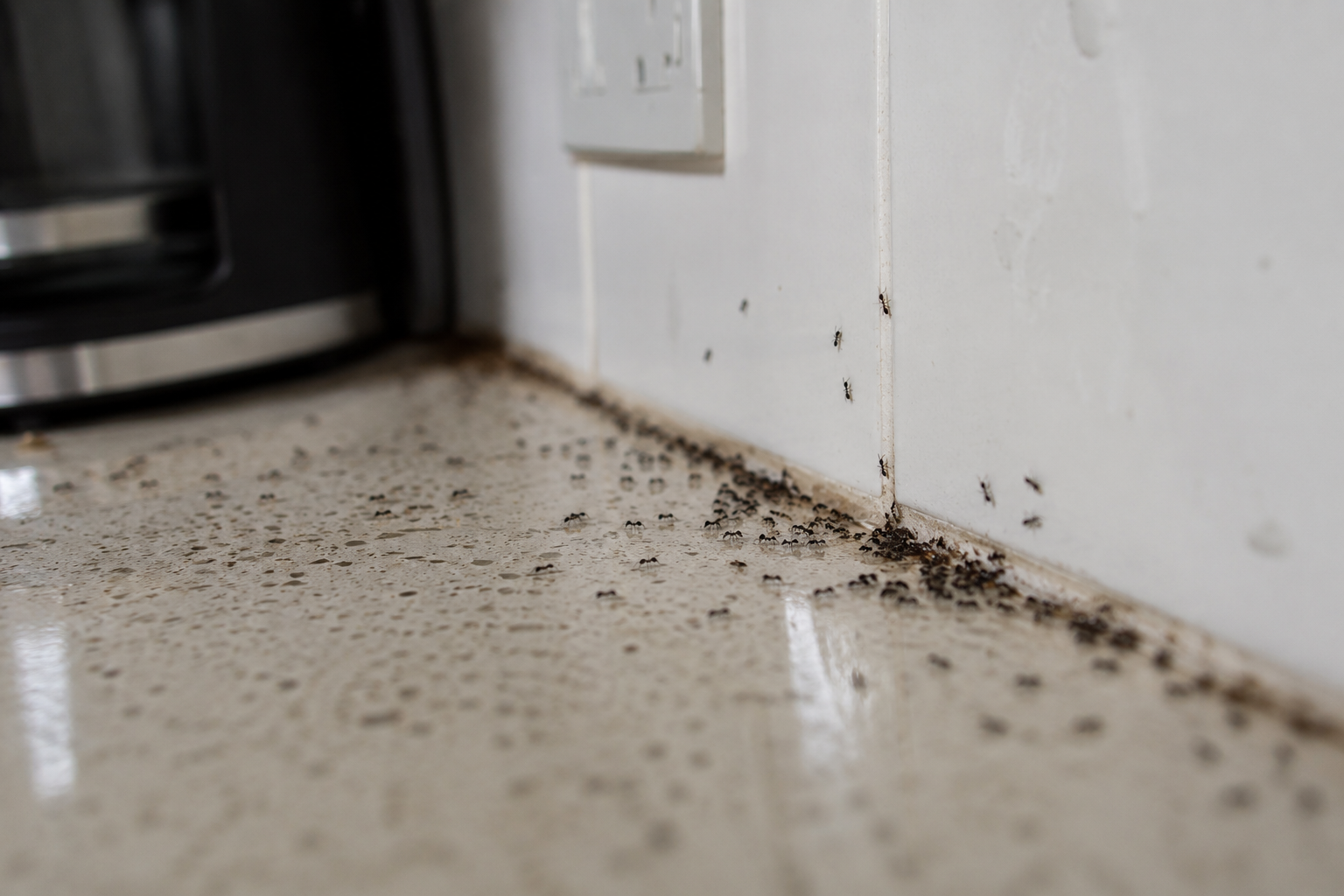 Ant trails along a kitchen wall edge and baseboard.