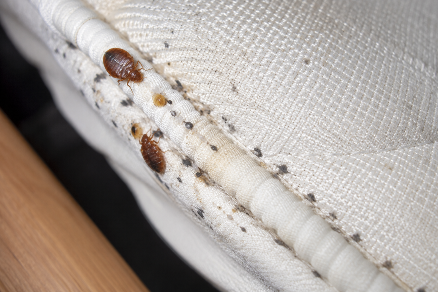 Professional bed bug treatment equipment used at an Edmonton property