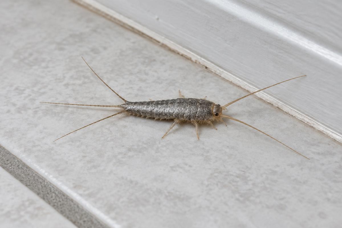 Illustrative silverfish with a tapered silvery body, long antennae and three tail bristles on tile
